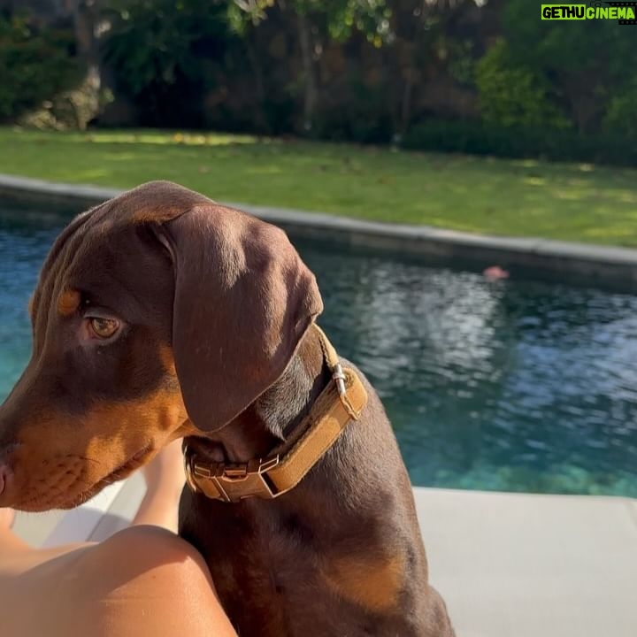 Elsa Dasc - 45.1K Likes - Growing together 🤎
La dernière vidéo 🥹 regardez moi ce petit lapinou 🐰
Tant d’amour pour mon petit être à 4 pattes, tu auras bientôt ton meilleur compagnon de jeu à chérir et à protéger ♾️
