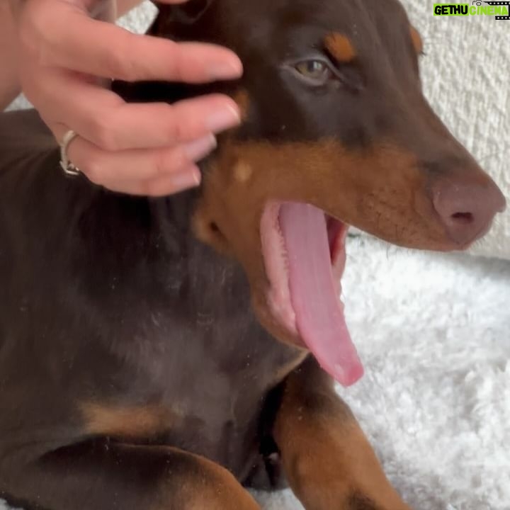 Elsa Dasc - 45.1K Likes - Growing together 🤎
La dernière vidéo 🥹 regardez moi ce petit lapinou 🐰
Tant d’amour pour mon petit être à 4 pattes, tu auras bientôt ton meilleur compagnon de jeu à chérir et à protéger ♾️