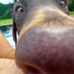 Elsa Dasc Instagram – Ariel, bienvenue chez toi 🐚🤎
La gardienne de notre bonheur 🐾🏡