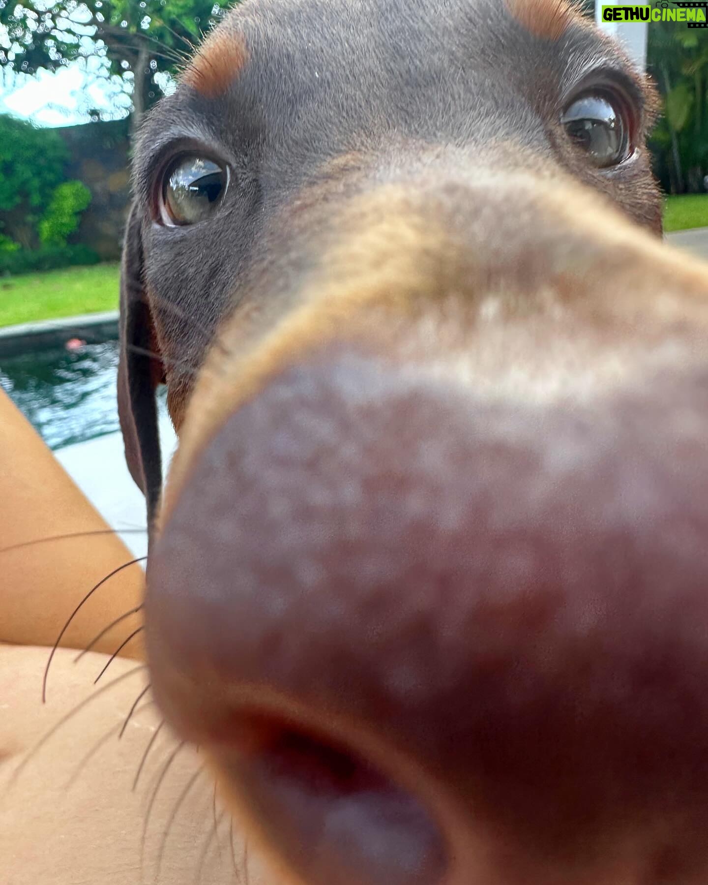 Elsa Dasc - 35.1K Likes - Ariel, bienvenue chez toi 🐚🤎
La gardienne de notre bonheur 🐾🏡