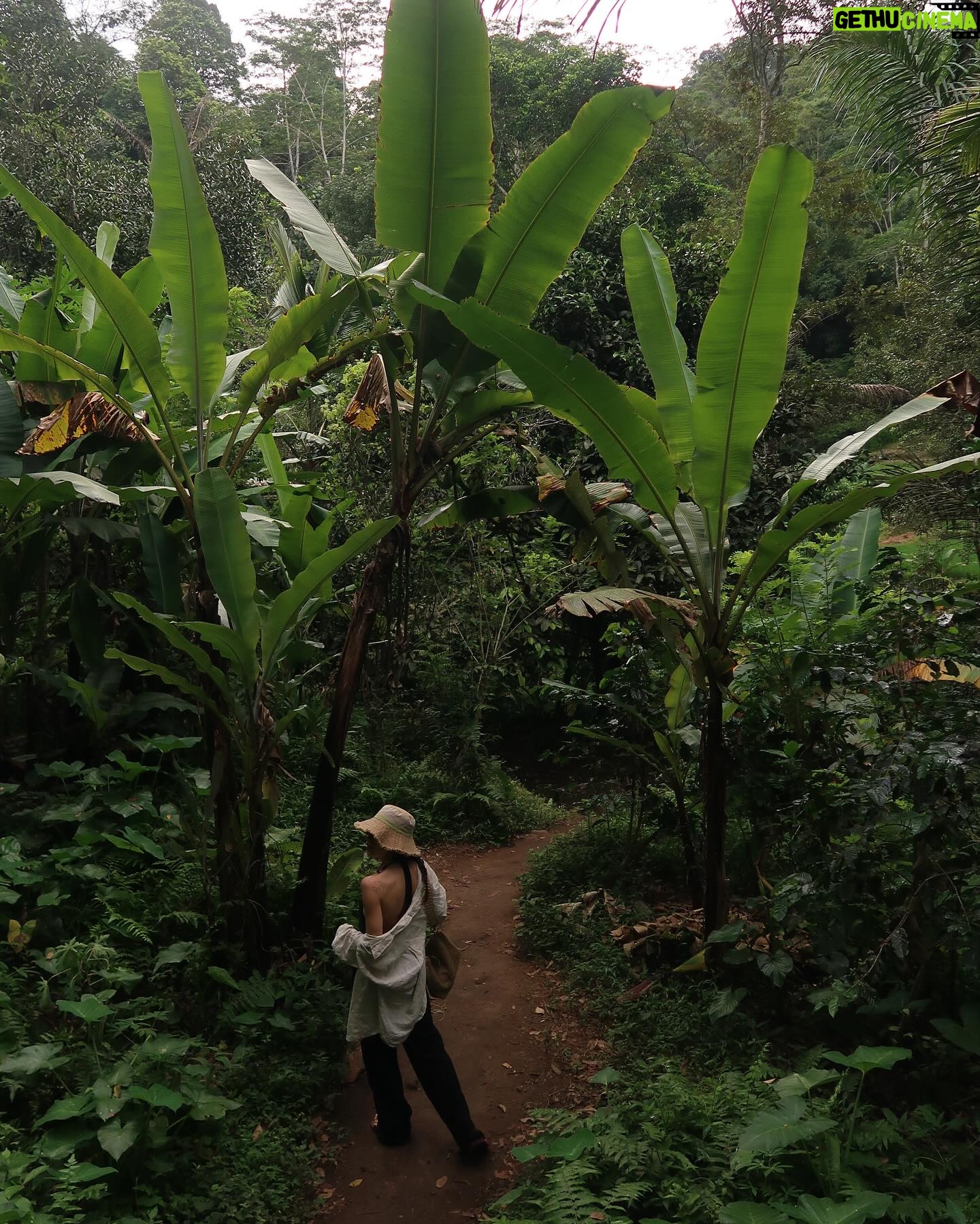 Elvin Levinler Instagram - green therapy #bali 🌴🌱🌿☘️🌴 #elviniminbali