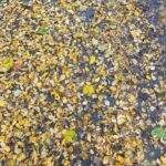 Emel Dede Instagram - 🍂🍁