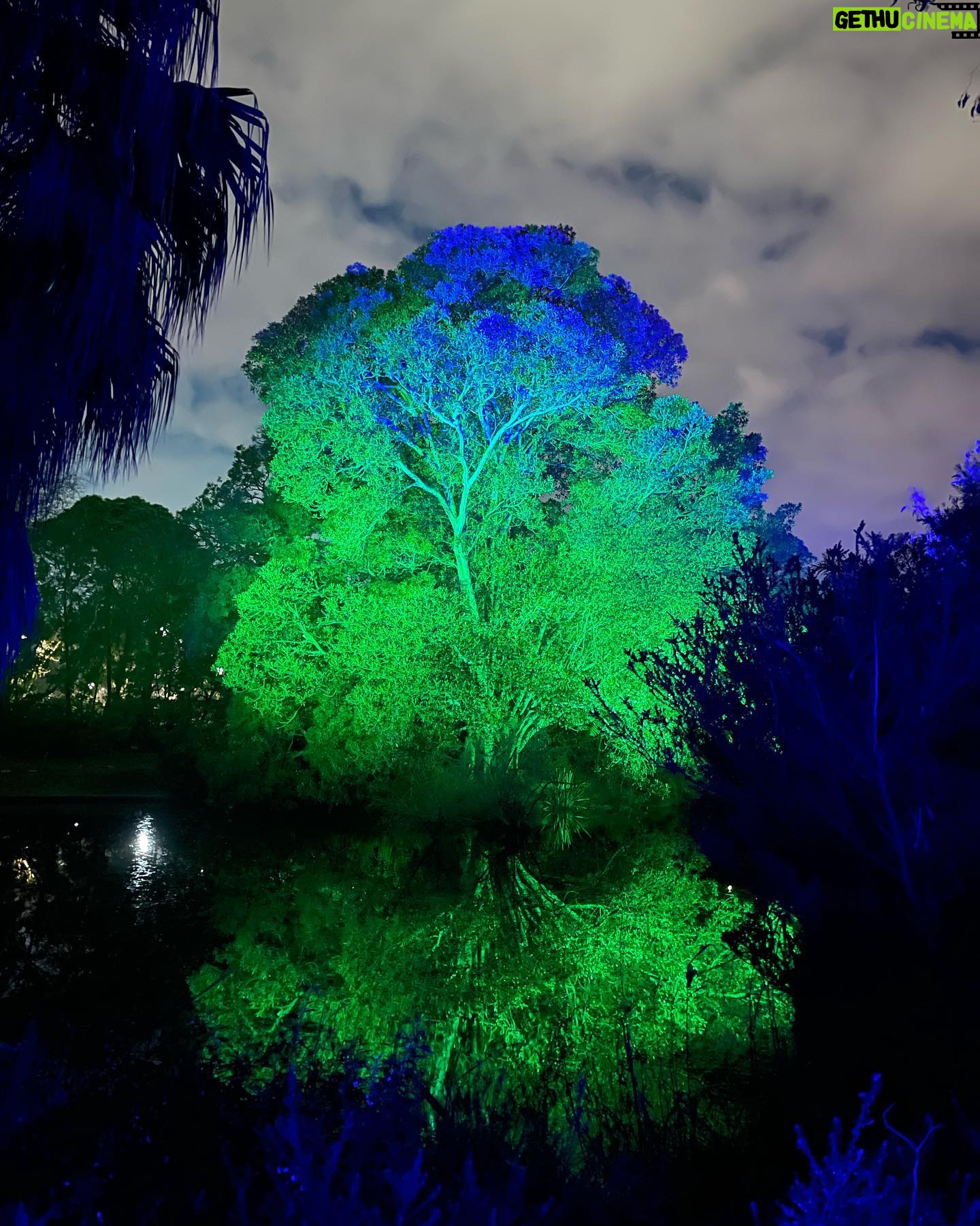 Emilie de Ravin Instagram - Fun night over the weekend at the beautiful @royalbotanicgardensvic for their final weekend of #lightscape We love these gardens so much, was super cool to see them all lit up (& with wonderful art installations too) at night! ๐โจ๐ซถ๐ผ