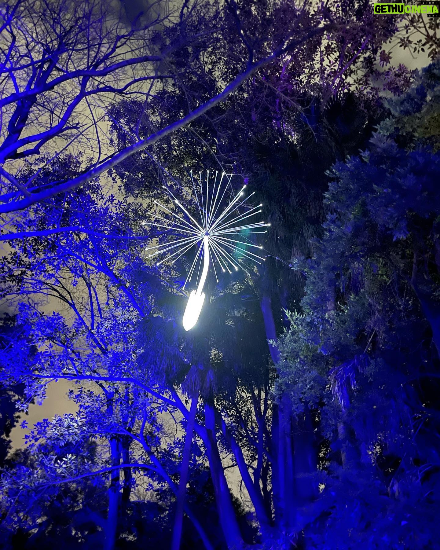 Emilie de Ravin Instagram - Fun night over the weekend at the beautiful @royalbotanicgardensvic for their final weekend of #lightscape We love these gardens so much, was super cool to see them all lit up (& with wonderful art installations too) at night! ๐โจ๐ซถ๐ผ