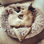 Emilie de Ravin Instagram – Could they be any cuter? 😻😻🫶🏼

#catsofinstagram #kittensofinstagram