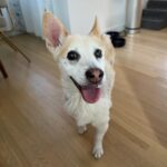 Emily Kinney Instagram – Across the world and missing my bestie. 🥹🐶💕