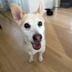 Emily Kinney Instagram – Across the world and missing my bestie. 🥹🐶💕
