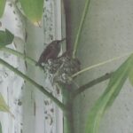 Emily VanCamp Instagram – Baby hummingbird trying to take flight for the first time ❤️ I came home just in time to see these two beauties in their nest healthy as can be and ready to head off into the world. Their mama ( I’m assuming it’s the same one) built this nest 3 years ago on a money tree I’ve had since I moved to LA over 10 years ago. The past two years we waited anxiously to see if the eggs would hatch and sadly they did not. We had a massive cry of relief in our household to see that they finally survived this year. This is nature at its finest and I can’t believe we have been so lucky to witness it!✨✨✨ The second baby happened to take flight on Earth day and I can’t help but think it was a gentle reminder to nurture our planet and take action to protect it. We are at a point where every living creature depends on the choices we all make moving forward. I hope we can turn things around together. ❤️ How adorable are these little guys?? Xo