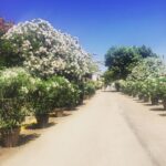 Emily VanCamp Instagram - 💐