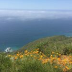 Emily VanCamp Instagram - My happy place 🌊🌼🌿 #grateful #nofilterneeded #bigsur