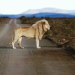 Emily VanCamp Instagram – Road block 🦁