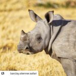 Emily VanCamp Instagram – 👇🏼👇🏼👇🏼
.
.
.
#Repost @barclay.stenner.safari with @get_repost
・・・
Barclay Stenner is donating a $24,900.00 safari to Rhinos Without Borders!  Through Rhinos Without Borders we are collectively giving hope to a species emblematic of the African wilderness. We even had a new baby calf this month! Please can you help us improve the future of this rhino calf and it’s kind on this Earth?

To bid for the Barclay Stenner mobile safari please pm us. The auction is on the 11th October in Maun and the successful winners will be announced on the night with external bidders contacted on Monday 14th October. 
The Great Plains Conservation Team, in Maun, are hosting the 5th fundraising event in support of the “Rhino’s Without Borders” initiative. 
The Rhinos Without Borders project has committed to moving at least 100 rhinos from some of the highest poaching zones in South Africa and other countries in the region, to a safer environment in Botswana’s Okavango Delta. Once released into the wild, the rhinos are carefully monitored by dedicated team in the field who work closely with the country’s anti-poaching unit and defence force. 
For more information please go to www.rhinoswithoutborders.com
#rhinoswithoutborders #andbeyondtravel #greatplainsconservation @rhinoswb @greatplainsconservation @andbeyondtravel #safari #rhino #rhinos #savetherhinos #barclaystenner