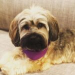Emily VanCamp Instagram – Happy #nationaldogday to this little princess 💕 It truly is Frankie’s world.. we’re just living in it 😂 #rescuepup