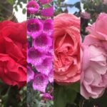 Emily VanCamp Instagram - Shades of pink 🌸🌺🌷🌸🌺🌷