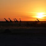 Emily VanCamp Instagram - Adventure of a lifetime. Africa, you have my heart ❤️
