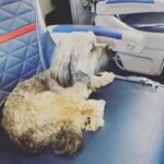 Emily VanCamp Instagram - Wasn’t easy to leave our little nest but here we go 🙌🏼 Grateful to have my little family with me 💗 @march_forth_media #FrankieB