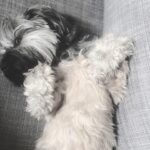 Emily VanCamp Instagram – Giving me her best side eye because she knows I’m about to be a crazy dog mama again and gush about her😂 Adopting this little mutt 2 years ago was the best decision we ever made. She truly is the best little pup and I have no idea what Josh and I talked about for 6 years before we got her ❤️❤️❤️ If you’re thinking about getting a dog, DO IT! And please adopt.. you won’t regret it #FrankieB #rescuepup #adoptdontshop