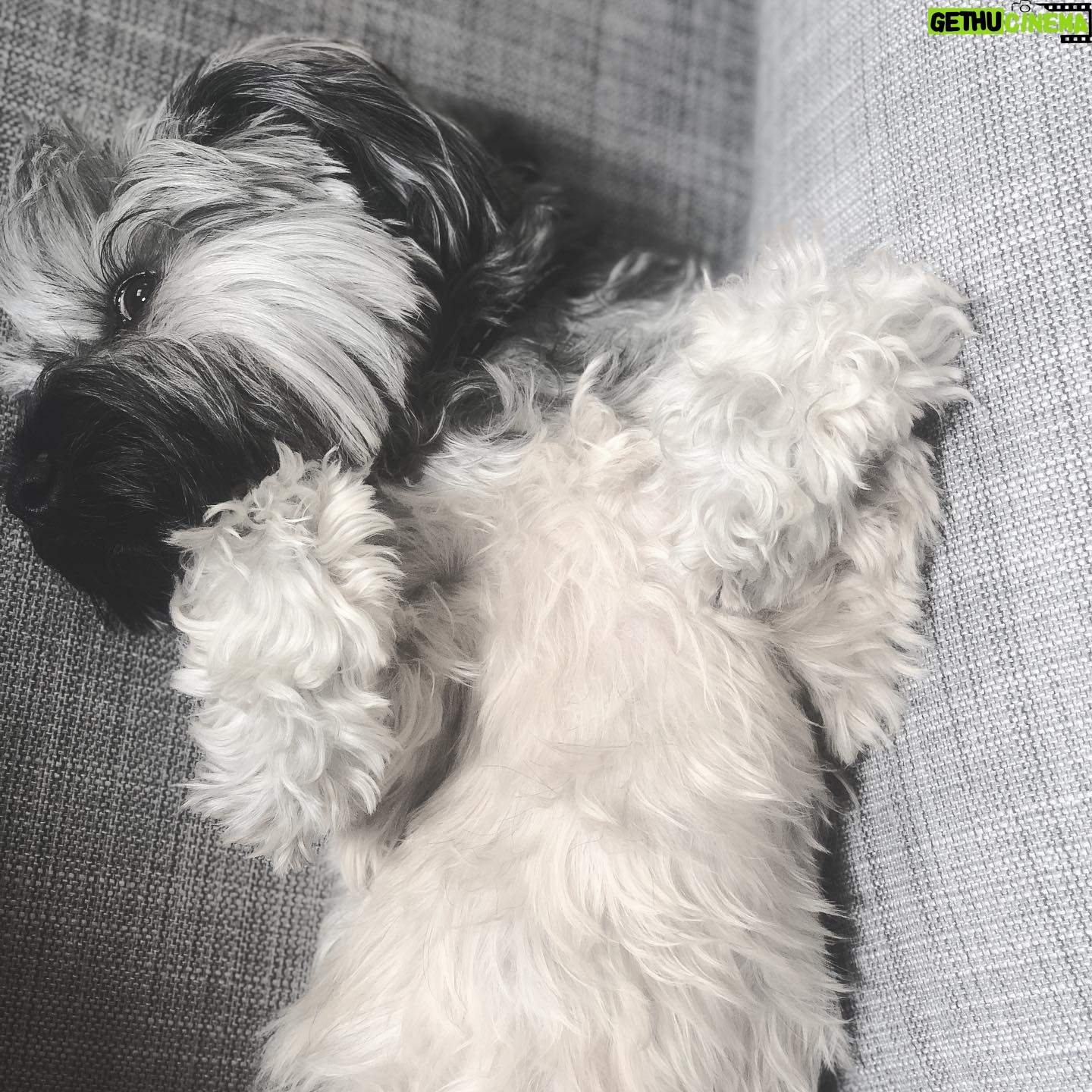 Emily VanCamp Instagram - Giving me her best side eye because she knows I’m about to be a crazy dog mama again and gush about her😂 Adopting this little mutt 2 years ago was the best decision we ever made. She truly is the best little pup and I have no idea what Josh and I talked about for 6 years before we got her ❤️❤️❤️ If you’re thinking about getting a dog, DO IT! And please adopt.. you won’t regret it #FrankieB #rescuepup #adoptdontshop