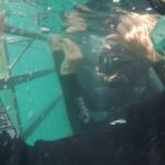 Emily VanCamp Instagram – Total nerd fest here… Yes, we love sharks and yes Josh almost pooped his wet suit 😂 .
.
.
Seriously though, this was was a big highlight of our trip so far.. We were so lucky to witness the fantastic work that everyone at  @marinedynamics are doing to protect and understand marine life in this area. Great Whites have been driven out by Orcas in recent years here so we were overjoyed when this gorgeous guy came to say hi 🙏🏻 I was very concerned that these cage dives negatively impact the well being of the sharks and the marine life. This team was extremely respectful of the sharks and totally dedicated to research as well as bringing awareness to these gorgeous creatures. Just amazing 🙏🏻🦈🙏🏻