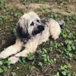 Emily VanCamp Instagram – A little over a year ago we met this sweet girl at a @wagsandwalks adoption meet and greet. We weren’t expecting to adopt that day and we were actually going to meet another dog but when I saw this little mutt, I knew she was ours. Frankie has turned out to be the best decision we ever made. I strongly encourage you all to adopt. There are so many dogs out there in need of a loving home and for whatever reason had a rough start. We adopted her a year ago today and fall more in love with her every second. She has since become an expert traveler and has enriched our lives beyond words. Happy adoption day to our little darling. ❤️❤️❤️#adoptdontshop #rescuepup #mygirl