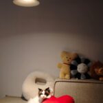Emma Wu Instagram - 小米這次跟徠卡攜手打造的… 「Xiaomi 14 Ultra」新一代行動光學鏡頭💫 只要打開『大師人像』模式 就可以輕而一舉拍出時尚大片 還有『街拍』模式 讓我能在0.7秒內即時抓拍… 捕捉WULALA 呆萌的瞬間😻😻😻 快來「Xiaomi 尋光而來」光影藝術展 就在華山1914文化創意園區（到3/24喔 快去體驗快去玩耍🙌🏼 #每一鏡_皆傳奇 #Xiaomi_14_Ultra #第五張開始都是用14Ultra #沒有騙你要相信我 #最後一張有驚喜🤪 #覺得很厲害請給💫💫💫