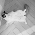 Emma Wu Instagram - 📷🖤🤍😻🐈✌🏼