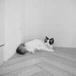 Emma Wu Instagram - 📷🖤🤍😻🐈✌🏼