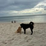 Emmanuelle Cureau Instagram – Cher Bali , 
Je ne me suis pas présentée .
Je m’appelle Emmanuelle , 
Je suis née il y’a quelques « petites » dizaines  années de ça à plusieurs milliers de km d’ici . 
J’ai longtemps cherché qui j’étais , rassure toi je ne vais pas te demander de m’aider . J’ai compris il n’y a pas si longtemps que j’étais une enfant de la Vie :  La Conscience , l’Amour , l’Infinie … enfin en réalité de là où je viens c’est encore un peu flou pour nous … 

Cette même puissance m’a amené jusqu’à toi, 
Ce serait une erreur de chercher le pourquoi . 
Je suis là :)

Promis, je ne vais pas te demander non plus de me sauver, de me changer , de me libérer ou que sais je encore …
Je m’y affaire déjà, du moins j’essaie . 

 En revanche je serais ravie de découvrir tes trésors si veux bien me les partager et surtout ceux invisibles pour les yeux … 

C’est avec tout ma reconnaissance et ma gratitude que j’ouvre mon cœur à ce que tu voudra bien me donner . 
Et peut être qu’on deviendra très amies qui sait :) 

 💕🌴🌊✨