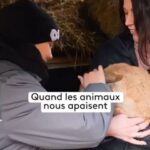 Emy LTR Instagram – Ces animaux renforcent le bien-être… 🐰🐴 

Retrouvez « En Bonne Compagnie » chaque samedi à 15h35 sur #France3 et en replay. 

Dans la bulle crée par Isabelle Mathioux, les animaux apaisent les grands et les petits. Sa recette ? La médiation animale, c’est-à-dire la mise en relation d’humains et d’animaux à des fins éducatives ou thérapeutiques. Pour l’anxiété, les troubles de l’attention ou encore les troubles autistiques, Isabelle propose des ateliers qui détendent et renforçent la confiance en soi. @emy_ltr est allée à sa rencontre.