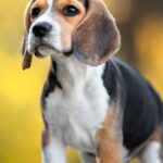 Emy LTR Instagram – Pour la première fois, ces chiens beagles vont sentir le contact de l’herbe sous leurs pattes. 🥹

Une expérience unique à vivre dans « En bonne compagnie » tous les samedis à 15h35 sur #France3 et sur notre plateforme (lien dans la bio 📌 )

Il y a quatre ans, Virginie a fondé La Maison des Beagles Libres. Recueillis jusqu’à leur adoption définitive par une famille d’accueil, les Beagles se familiarisent lorsqu’ils sont prêts, avec un concept tout nouveau pour eux : la liberté. Depuis l’ouverture de sa maison – refuge, Virginie a pu sauver 300 chiens beagles.