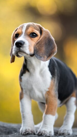 Emy LTR Instagram - Pour la première fois, ces chiens beagles vont sentir le contact de l’herbe sous leurs pattes. 🥹

Une expérience unique à vivre dans « En bonne compagnie » tous les samedis à 15h35 sur #France3 et sur notre plateforme (lien dans la bio 📌 )

Il y a quatre ans, Virginie a fondé La Maison des Beagles Libres. Recueillis jusqu’à leur adoption définitive par une famille d’accueil, les Beagles se familiarisent lorsqu’ils sont prêts, avec un concept tout nouveau pour eux : la liberté. Depuis l’ouverture de sa maison - refuge, Virginie a pu sauver 300 chiens beagles.