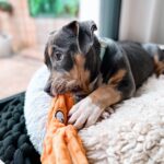 Emy LTR Instagram – Hello tout le monde ☀️
Je suis très émue de vous présenter Bonnie, ma nouvelle meilleure copine ❤️.
Bonnie est une American Bully de 5 mois, son ancien propriétaire souhaitait faire un élevage clandestin pour vendre des petits chiots. Elle faisait partie d’une portée qui ont tous été récupéré par l’association @unetruffeetuntoi.
Après avoir été dans une super famille d’accueil (coucou Elodie) Bonnie est enfin arrivée dans sa famille pour la vie, avec moi.
Merci et bravo à cette superbe association qui fait le bien et qui me permet aujourd’hui d’accueillir cette merveille. Je vous invite à aller vous abonner à leur compte et leur apporter du soutien❤️.
Bonnie est pleine d’amour, elle est rigolote et un peu gauche. Tout le monde tombe sous son charme et j’espère que vous aussi 🥰. Elle fait connaissance avec son environnement et est déjà un vrai pot de colle 🐶.
Je profite de ce post bonne nouvelle pour répondre à de nombreuses questions que j’évite depuis des semaines. Je n’aime pas trop m’étaler sur ce genre de sujet alors autant vous le dire ici pour ne pas en faire une affaire d’état. Nous avons décidé Odah et moi de séparer nos chemins amoureux. Il n’y aucun conflit, nous restons proches et concentrés sur le bien être de notre fils puisque c’est le plus important pour nous. Nous mettons tout en place pour que tout se déroule en douceur et nous vous remercions de respecter cette période. Odah est le père de mon fils et il sera toujours ma famille. 
Bisous de bébé, Marley, Gogo, Bonnie, Odah et moi ❤️