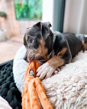 Emy LTR Instagram - Hello tout le monde ☀️
Je suis très émue de vous présenter Bonnie, ma nouvelle meilleure copine ❤️.
Bonnie est une American Bully de 5 mois, son ancien propriétaire souhaitait faire un élevage clandestin pour vendre des petits chiots. Elle faisait partie d’une portée qui ont tous été récupéré par l’association @unetruffeetuntoi.
Après avoir été dans une super famille d’accueil (coucou Elodie) Bonnie est enfin arrivée dans sa famille pour la vie, avec moi.
Merci et bravo à cette superbe association qui fait le bien et qui me permet aujourd’hui d’accueillir cette merveille. Je vous invite à aller vous abonner à leur compte et leur apporter du soutien❤️.
Bonnie est pleine d’amour, elle est rigolote et un peu gauche. Tout le monde tombe sous son charme et j’espère que vous aussi 🥰. Elle fait connaissance avec son environnement et est déjà un vrai pot de colle 🐶.
Je profite de ce post bonne nouvelle pour répondre à de nombreuses questions que j’évite depuis des semaines. Je n’aime pas trop m’étaler sur ce genre de sujet alors autant vous le dire ici pour ne pas en faire une affaire d’état. Nous avons décidé Odah et moi de séparer nos chemins amoureux. Il n’y aucun conflit, nous restons proches et concentrés sur le bien être de notre fils puisque c’est le plus important pour nous. Nous mettons tout en place pour que tout se déroule en douceur et nous vous remercions de respecter cette période. Odah est le père de mon fils et il sera toujours ma famille. 
Bisous de bébé, Marley, Gogo, Bonnie, Odah et moi ❤️