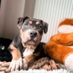 Emy LTR Instagram – Hello tout le monde ☀️
Je suis très émue de vous présenter Bonnie, ma nouvelle meilleure copine ❤️.
Bonnie est une American Bully de 5 mois, son ancien propriétaire souhaitait faire un élevage clandestin pour vendre des petits chiots. Elle faisait partie d’une portée qui ont tous été récupéré par l’association @unetruffeetuntoi.
Après avoir été dans une super famille d’accueil (coucou Elodie) Bonnie est enfin arrivée dans sa famille pour la vie, avec moi.
Merci et bravo à cette superbe association qui fait le bien et qui me permet aujourd’hui d’accueillir cette merveille. Je vous invite à aller vous abonner à leur compte et leur apporter du soutien❤️.
Bonnie est pleine d’amour, elle est rigolote et un peu gauche. Tout le monde tombe sous son charme et j’espère que vous aussi 🥰. Elle fait connaissance avec son environnement et est déjà un vrai pot de colle 🐶.
Je profite de ce post bonne nouvelle pour répondre à de nombreuses questions que j’évite depuis des semaines. Je n’aime pas trop m’étaler sur ce genre de sujet alors autant vous le dire ici pour ne pas en faire une affaire d’état. Nous avons décidé Odah et moi de séparer nos chemins amoureux. Il n’y aucun conflit, nous restons proches et concentrés sur le bien être de notre fils puisque c’est le plus important pour nous. Nous mettons tout en place pour que tout se déroule en douceur et nous vous remercions de respecter cette période. Odah est le père de mon fils et il sera toujours ma famille. 
Bisous de bébé, Marley, Gogo, Bonnie, Odah et moi ❤️