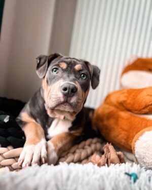 Emy LTR Instagram - Hello tout le monde ☀️
Je suis très émue de vous présenter Bonnie, ma nouvelle meilleure copine ❤️.
Bonnie est une American Bully de 5 mois, son ancien propriétaire souhaitait faire un élevage clandestin pour vendre des petits chiots. Elle faisait partie d’une portée qui ont tous été récupéré par l’association @unetruffeetuntoi.
Après avoir été dans une super famille d’accueil (coucou Elodie) Bonnie est enfin arrivée dans sa famille pour la vie, avec moi.
Merci et bravo à cette superbe association qui fait le bien et qui me permet aujourd’hui d’accueillir cette merveille. Je vous invite à aller vous abonner à leur compte et leur apporter du soutien❤️.
Bonnie est pleine d’amour, elle est rigolote et un peu gauche. Tout le monde tombe sous son charme et j’espère que vous aussi 🥰. Elle fait connaissance avec son environnement et est déjà un vrai pot de colle 🐶.
Je profite de ce post bonne nouvelle pour répondre à de nombreuses questions que j’évite depuis des semaines. Je n’aime pas trop m’étaler sur ce genre de sujet alors autant vous le dire ici pour ne pas en faire une affaire d’état. Nous avons décidé Odah et moi de séparer nos chemins amoureux. Il n’y aucun conflit, nous restons proches et concentrés sur le bien être de notre fils puisque c’est le plus important pour nous. Nous mettons tout en place pour que tout se déroule en douceur et nous vous remercions de respecter cette période. Odah est le père de mon fils et il sera toujours ma famille. 
Bisous de bébé, Marley, Gogo, Bonnie, Odah et moi ❤️