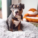 Emy LTR Instagram – Hello tout le monde ☀️
Je suis très émue de vous présenter Bonnie, ma nouvelle meilleure copine ❤️.
Bonnie est une American Bully de 5 mois, son ancien propriétaire souhaitait faire un élevage clandestin pour vendre des petits chiots. Elle faisait partie d’une portée qui ont tous été récupéré par l’association @unetruffeetuntoi.
Après avoir été dans une super famille d’accueil (coucou Elodie) Bonnie est enfin arrivée dans sa famille pour la vie, avec moi.
Merci et bravo à cette superbe association qui fait le bien et qui me permet aujourd’hui d’accueillir cette merveille. Je vous invite à aller vous abonner à leur compte et leur apporter du soutien❤️.
Bonnie est pleine d’amour, elle est rigolote et un peu gauche. Tout le monde tombe sous son charme et j’espère que vous aussi 🥰. Elle fait connaissance avec son environnement et est déjà un vrai pot de colle 🐶.
Je profite de ce post bonne nouvelle pour répondre à de nombreuses questions que j’évite depuis des semaines. Je n’aime pas trop m’étaler sur ce genre de sujet alors autant vous le dire ici pour ne pas en faire une affaire d’état. Nous avons décidé Odah et moi de séparer nos chemins amoureux. Il n’y aucun conflit, nous restons proches et concentrés sur le bien être de notre fils puisque c’est le plus important pour nous. Nous mettons tout en place pour que tout se déroule en douceur et nous vous remercions de respecter cette période. Odah est le père de mon fils et il sera toujours ma famille. 
Bisous de bébé, Marley, Gogo, Bonnie, Odah et moi ❤️