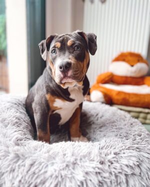 Emy LTR Instagram - Hello tout le monde ☀️
Je suis très émue de vous présenter Bonnie, ma nouvelle meilleure copine ❤️.
Bonnie est une American Bully de 5 mois, son ancien propriétaire souhaitait faire un élevage clandestin pour vendre des petits chiots. Elle faisait partie d’une portée qui ont tous été récupéré par l’association @unetruffeetuntoi.
Après avoir été dans une super famille d’accueil (coucou Elodie) Bonnie est enfin arrivée dans sa famille pour la vie, avec moi.
Merci et bravo à cette superbe association qui fait le bien et qui me permet aujourd’hui d’accueillir cette merveille. Je vous invite à aller vous abonner à leur compte et leur apporter du soutien❤️.
Bonnie est pleine d’amour, elle est rigolote et un peu gauche. Tout le monde tombe sous son charme et j’espère que vous aussi 🥰. Elle fait connaissance avec son environnement et est déjà un vrai pot de colle 🐶.
Je profite de ce post bonne nouvelle pour répondre à de nombreuses questions que j’évite depuis des semaines. Je n’aime pas trop m’étaler sur ce genre de sujet alors autant vous le dire ici pour ne pas en faire une affaire d’état. Nous avons décidé Odah et moi de séparer nos chemins amoureux. Il n’y aucun conflit, nous restons proches et concentrés sur le bien être de notre fils puisque c’est le plus important pour nous. Nous mettons tout en place pour que tout se déroule en douceur et nous vous remercions de respecter cette période. Odah est le père de mon fils et il sera toujours ma famille. 
Bisous de bébé, Marley, Gogo, Bonnie, Odah et moi ❤️