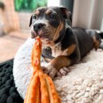 Emy LTR Instagram – Hello tout le monde ☀️
Je suis très émue de vous présenter Bonnie, ma nouvelle meilleure copine ❤️.
Bonnie est une American Bully de 5 mois, son ancien propriétaire souhaitait faire un élevage clandestin pour vendre des petits chiots. Elle faisait partie d’une portée qui ont tous été récupéré par l’association @unetruffeetuntoi.
Après avoir été dans une super famille d’accueil (coucou Elodie) Bonnie est enfin arrivée dans sa famille pour la vie, avec moi.
Merci et bravo à cette superbe association qui fait le bien et qui me permet aujourd’hui d’accueillir cette merveille. Je vous invite à aller vous abonner à leur compte et leur apporter du soutien❤️.
Bonnie est pleine d’amour, elle est rigolote et un peu gauche. Tout le monde tombe sous son charme et j’espère que vous aussi 🥰. Elle fait connaissance avec son environnement et est déjà un vrai pot de colle 🐶.
Je profite de ce post bonne nouvelle pour répondre à de nombreuses questions que j’évite depuis des semaines. Je n’aime pas trop m’étaler sur ce genre de sujet alors autant vous le dire ici pour ne pas en faire une affaire d’état. Nous avons décidé Odah et moi de séparer nos chemins amoureux. Il n’y aucun conflit, nous restons proches et concentrés sur le bien être de notre fils puisque c’est le plus important pour nous. Nous mettons tout en place pour que tout se déroule en douceur et nous vous remercions de respecter cette période. Odah est le père de mon fils et il sera toujours ma famille. 
Bisous de bébé, Marley, Gogo, Bonnie, Odah et moi ❤️