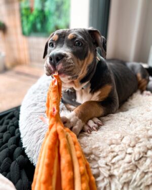Emy LTR Instagram - Hello tout le monde ☀️
Je suis très émue de vous présenter Bonnie, ma nouvelle meilleure copine ❤️.
Bonnie est une American Bully de 5 mois, son ancien propriétaire souhaitait faire un élevage clandestin pour vendre des petits chiots. Elle faisait partie d’une portée qui ont tous été récupéré par l’association @unetruffeetuntoi.
Après avoir été dans une super famille d’accueil (coucou Elodie) Bonnie est enfin arrivée dans sa famille pour la vie, avec moi.
Merci et bravo à cette superbe association qui fait le bien et qui me permet aujourd’hui d’accueillir cette merveille. Je vous invite à aller vous abonner à leur compte et leur apporter du soutien❤️.
Bonnie est pleine d’amour, elle est rigolote et un peu gauche. Tout le monde tombe sous son charme et j’espère que vous aussi 🥰. Elle fait connaissance avec son environnement et est déjà un vrai pot de colle 🐶.
Je profite de ce post bonne nouvelle pour répondre à de nombreuses questions que j’évite depuis des semaines. Je n’aime pas trop m’étaler sur ce genre de sujet alors autant vous le dire ici pour ne pas en faire une affaire d’état. Nous avons décidé Odah et moi de séparer nos chemins amoureux. Il n’y aucun conflit, nous restons proches et concentrés sur le bien être de notre fils puisque c’est le plus important pour nous. Nous mettons tout en place pour que tout se déroule en douceur et nous vous remercions de respecter cette période. Odah est le père de mon fils et il sera toujours ma famille. 
Bisous de bébé, Marley, Gogo, Bonnie, Odah et moi ❤️