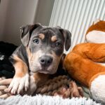 Emy LTR Instagram – Hello tout le monde ☀️
Je suis très émue de vous présenter Bonnie, ma nouvelle meilleure copine ❤️.
Bonnie est une American Bully de 5 mois, son ancien propriétaire souhaitait faire un élevage clandestin pour vendre des petits chiots. Elle faisait partie d’une portée qui ont tous été récupéré par l’association @unetruffeetuntoi.
Après avoir été dans une super famille d’accueil (coucou Elodie) Bonnie est enfin arrivée dans sa famille pour la vie, avec moi.
Merci et bravo à cette superbe association qui fait le bien et qui me permet aujourd’hui d’accueillir cette merveille. Je vous invite à aller vous abonner à leur compte et leur apporter du soutien❤️.
Bonnie est pleine d’amour, elle est rigolote et un peu gauche. Tout le monde tombe sous son charme et j’espère que vous aussi 🥰. Elle fait connaissance avec son environnement et est déjà un vrai pot de colle 🐶.
Je profite de ce post bonne nouvelle pour répondre à de nombreuses questions que j’évite depuis des semaines. Je n’aime pas trop m’étaler sur ce genre de sujet alors autant vous le dire ici pour ne pas en faire une affaire d’état. Nous avons décidé Odah et moi de séparer nos chemins amoureux. Il n’y aucun conflit, nous restons proches et concentrés sur le bien être de notre fils puisque c’est le plus important pour nous. Nous mettons tout en place pour que tout se déroule en douceur et nous vous remercions de respecter cette période. Odah est le père de mon fils et il sera toujours ma famille. 
Bisous de bébé, Marley, Gogo, Bonnie, Odah et moi ❤️
