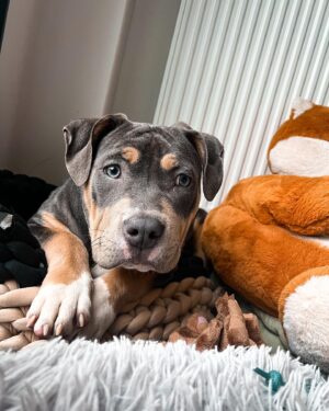 Emy LTR Instagram - Hello tout le monde ☀️
Je suis très émue de vous présenter Bonnie, ma nouvelle meilleure copine ❤️.
Bonnie est une American Bully de 5 mois, son ancien propriétaire souhaitait faire un élevage clandestin pour vendre des petits chiots. Elle faisait partie d’une portée qui ont tous été récupéré par l’association @unetruffeetuntoi.
Après avoir été dans une super famille d’accueil (coucou Elodie) Bonnie est enfin arrivée dans sa famille pour la vie, avec moi.
Merci et bravo à cette superbe association qui fait le bien et qui me permet aujourd’hui d’accueillir cette merveille. Je vous invite à aller vous abonner à leur compte et leur apporter du soutien❤️.
Bonnie est pleine d’amour, elle est rigolote et un peu gauche. Tout le monde tombe sous son charme et j’espère que vous aussi 🥰. Elle fait connaissance avec son environnement et est déjà un vrai pot de colle 🐶.
Je profite de ce post bonne nouvelle pour répondre à de nombreuses questions que j’évite depuis des semaines. Je n’aime pas trop m’étaler sur ce genre de sujet alors autant vous le dire ici pour ne pas en faire une affaire d’état. Nous avons décidé Odah et moi de séparer nos chemins amoureux. Il n’y aucun conflit, nous restons proches et concentrés sur le bien être de notre fils puisque c’est le plus important pour nous. Nous mettons tout en place pour que tout se déroule en douceur et nous vous remercions de respecter cette période. Odah est le père de mon fils et il sera toujours ma famille. 
Bisous de bébé, Marley, Gogo, Bonnie, Odah et moi ❤️