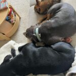 Emy LTR Instagram – Hello tout le monde ☀️
Je suis très émue de vous présenter Bonnie, ma nouvelle meilleure copine ❤️.
Bonnie est une American Bully de 5 mois, son ancien propriétaire souhaitait faire un élevage clandestin pour vendre des petits chiots. Elle faisait partie d’une portée qui ont tous été récupéré par l’association @unetruffeetuntoi.
Après avoir été dans une super famille d’accueil (coucou Elodie) Bonnie est enfin arrivée dans sa famille pour la vie, avec moi.
Merci et bravo à cette superbe association qui fait le bien et qui me permet aujourd’hui d’accueillir cette merveille. Je vous invite à aller vous abonner à leur compte et leur apporter du soutien❤️.
Bonnie est pleine d’amour, elle est rigolote et un peu gauche. Tout le monde tombe sous son charme et j’espère que vous aussi 🥰. Elle fait connaissance avec son environnement et est déjà un vrai pot de colle 🐶.
Je profite de ce post bonne nouvelle pour répondre à de nombreuses questions que j’évite depuis des semaines. Je n’aime pas trop m’étaler sur ce genre de sujet alors autant vous le dire ici pour ne pas en faire une affaire d’état. Nous avons décidé Odah et moi de séparer nos chemins amoureux. Il n’y aucun conflit, nous restons proches et concentrés sur le bien être de notre fils puisque c’est le plus important pour nous. Nous mettons tout en place pour que tout se déroule en douceur et nous vous remercions de respecter cette période. Odah est le père de mon fils et il sera toujours ma famille. 
Bisous de bébé, Marley, Gogo, Bonnie, Odah et moi ❤️
