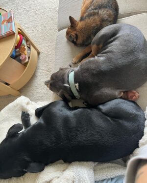 Emy LTR Instagram - Hello tout le monde ☀️
Je suis très émue de vous présenter Bonnie, ma nouvelle meilleure copine ❤️.
Bonnie est une American Bully de 5 mois, son ancien propriétaire souhaitait faire un élevage clandestin pour vendre des petits chiots. Elle faisait partie d’une portée qui ont tous été récupéré par l’association @unetruffeetuntoi.
Après avoir été dans une super famille d’accueil (coucou Elodie) Bonnie est enfin arrivée dans sa famille pour la vie, avec moi.
Merci et bravo à cette superbe association qui fait le bien et qui me permet aujourd’hui d’accueillir cette merveille. Je vous invite à aller vous abonner à leur compte et leur apporter du soutien❤️.
Bonnie est pleine d’amour, elle est rigolote et un peu gauche. Tout le monde tombe sous son charme et j’espère que vous aussi 🥰. Elle fait connaissance avec son environnement et est déjà un vrai pot de colle 🐶.
Je profite de ce post bonne nouvelle pour répondre à de nombreuses questions que j’évite depuis des semaines. Je n’aime pas trop m’étaler sur ce genre de sujet alors autant vous le dire ici pour ne pas en faire une affaire d’état. Nous avons décidé Odah et moi de séparer nos chemins amoureux. Il n’y aucun conflit, nous restons proches et concentrés sur le bien être de notre fils puisque c’est le plus important pour nous. Nous mettons tout en place pour que tout se déroule en douceur et nous vous remercions de respecter cette période. Odah est le père de mon fils et il sera toujours ma famille. 
Bisous de bébé, Marley, Gogo, Bonnie, Odah et moi ❤️