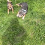 Emy LTR Instagram – Hello tout le monde ☀️
Je suis très émue de vous présenter Bonnie, ma nouvelle meilleure copine ❤️.
Bonnie est une American Bully de 5 mois, son ancien propriétaire souhaitait faire un élevage clandestin pour vendre des petits chiots. Elle faisait partie d’une portée qui ont tous été récupéré par l’association @unetruffeetuntoi.
Après avoir été dans une super famille d’accueil (coucou Elodie) Bonnie est enfin arrivée dans sa famille pour la vie, avec moi.
Merci et bravo à cette superbe association qui fait le bien et qui me permet aujourd’hui d’accueillir cette merveille. Je vous invite à aller vous abonner à leur compte et leur apporter du soutien❤️.
Bonnie est pleine d’amour, elle est rigolote et un peu gauche. Tout le monde tombe sous son charme et j’espère que vous aussi 🥰. Elle fait connaissance avec son environnement et est déjà un vrai pot de colle 🐶.
Je profite de ce post bonne nouvelle pour répondre à de nombreuses questions que j’évite depuis des semaines. Je n’aime pas trop m’étaler sur ce genre de sujet alors autant vous le dire ici pour ne pas en faire une affaire d’état. Nous avons décidé Odah et moi de séparer nos chemins amoureux. Il n’y aucun conflit, nous restons proches et concentrés sur le bien être de notre fils puisque c’est le plus important pour nous. Nous mettons tout en place pour que tout se déroule en douceur et nous vous remercions de respecter cette période. Odah est le père de mon fils et il sera toujours ma famille. 
Bisous de bébé, Marley, Gogo, Bonnie, Odah et moi ❤️
