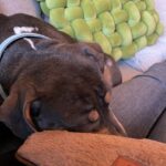 Emy LTR Instagram – Hello tout le monde ☀️
Je suis très émue de vous présenter Bonnie, ma nouvelle meilleure copine ❤️.
Bonnie est une American Bully de 5 mois, son ancien propriétaire souhaitait faire un élevage clandestin pour vendre des petits chiots. Elle faisait partie d’une portée qui ont tous été récupéré par l’association @unetruffeetuntoi.
Après avoir été dans une super famille d’accueil (coucou Elodie) Bonnie est enfin arrivée dans sa famille pour la vie, avec moi.
Merci et bravo à cette superbe association qui fait le bien et qui me permet aujourd’hui d’accueillir cette merveille. Je vous invite à aller vous abonner à leur compte et leur apporter du soutien❤️.
Bonnie est pleine d’amour, elle est rigolote et un peu gauche. Tout le monde tombe sous son charme et j’espère que vous aussi 🥰. Elle fait connaissance avec son environnement et est déjà un vrai pot de colle 🐶.
Je profite de ce post bonne nouvelle pour répondre à de nombreuses questions que j’évite depuis des semaines. Je n’aime pas trop m’étaler sur ce genre de sujet alors autant vous le dire ici pour ne pas en faire une affaire d’état. Nous avons décidé Odah et moi de séparer nos chemins amoureux. Il n’y aucun conflit, nous restons proches et concentrés sur le bien être de notre fils puisque c’est le plus important pour nous. Nous mettons tout en place pour que tout se déroule en douceur et nous vous remercions de respecter cette période. Odah est le père de mon fils et il sera toujours ma famille. 
Bisous de bébé, Marley, Gogo, Bonnie, Odah et moi ❤️