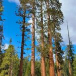 Enrique Arce Instagram - YOSEMITE NATIONAL PARK (CALIFORNIA), DIA 2/DAY 2 la icónica montaña de EL CAPITAN, que popularizÓ Alex Hannold en el docu SOLO, y las Sequoias Gigantes de Mariposa Grove. 45km de senderismo por Yosemite National Park en dos días de inmersión total en la naturaleza más impresionante