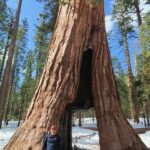 Enrique Arce Instagram - YOSEMITE NATIONAL PARK (CALIFORNIA), DIA 2/DAY 2 la icónica montaña de EL CAPITAN, que popularizÓ Alex Hannold en el docu SOLO, y las Sequoias Gigantes de Mariposa Grove. 45km de senderismo por Yosemite National Park en dos días de inmersión total en la naturaleza más impresionante