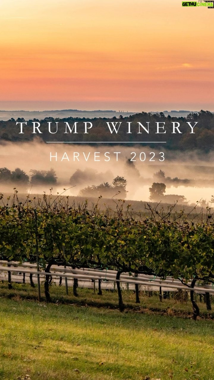 Eric Trump Instagram - The @trumpwinery team has been hard at work! Thanks to some very favorable weather, the team was able to harvest 565 tons! Our red grape varieties reached their full potential with a two-week rain free period in September, followed by a two-week stretch of sunny days and cool nights in October to ensure the remaining Cabernet Sauvignon were ripened to perfection! We have some incredible vintages coming your way!