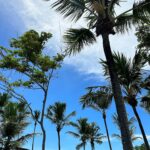 Erika Schneider Instagram - Ai a Bahia… ☀️🌴🧡