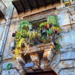 Erika Toa Russo Instagram - Some of Sicily🍋 Un poco de estos días turisteando en #familia 💙 Sol de primavera en pleno invierno, muchos limones e historia! . #Palermo #Cefalù #Monrreale . #Toa #photodump #touristlife #touristsoul #travel #toatravel #instapic
